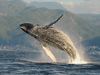 Avistamiento de ballenas